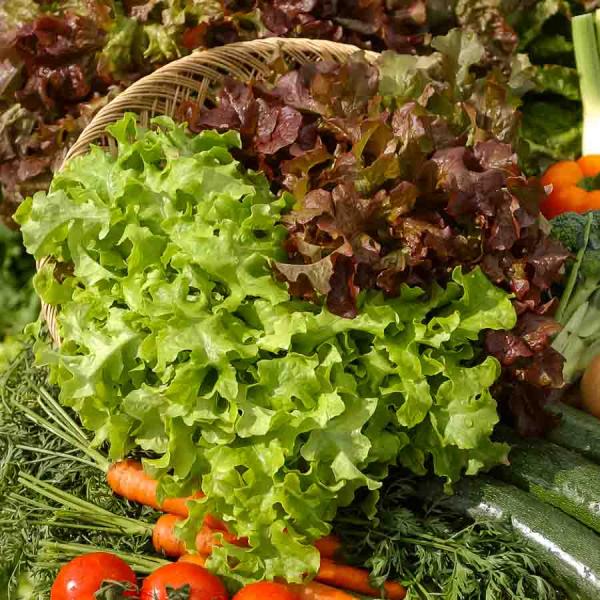 Potagères - Laitue Salad Bowl en mélange - face recto